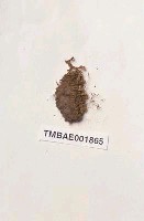 藏品(反扭苔)的圖片